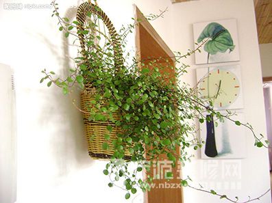 植物净化室内环境污染要注意四条原则