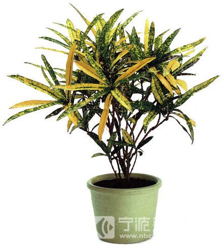 宁波装修网罗列52种家居致癌植物