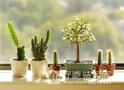 家居各个空间花卉植物的选择与摆放