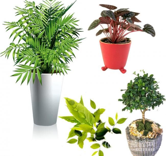 宁波装修网推荐几款室内养植的植物