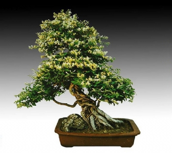 生活小知识之阳台放置盆栽时要注意什么